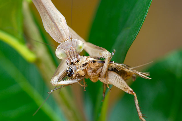 Chinese mantis