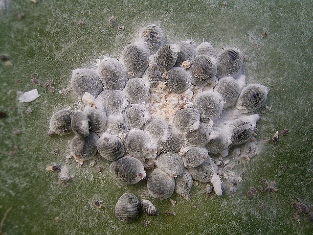 Dactylopius coccus (Barlovento) 04 ies