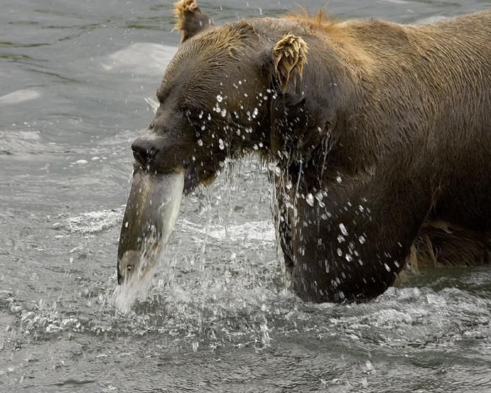 Brown bear eating fish in river