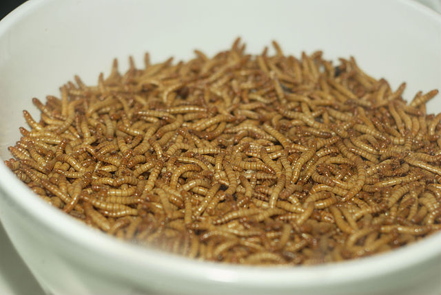 Mealworm 01 Pengo